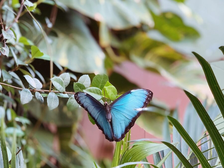 The AUK Process of Transformation