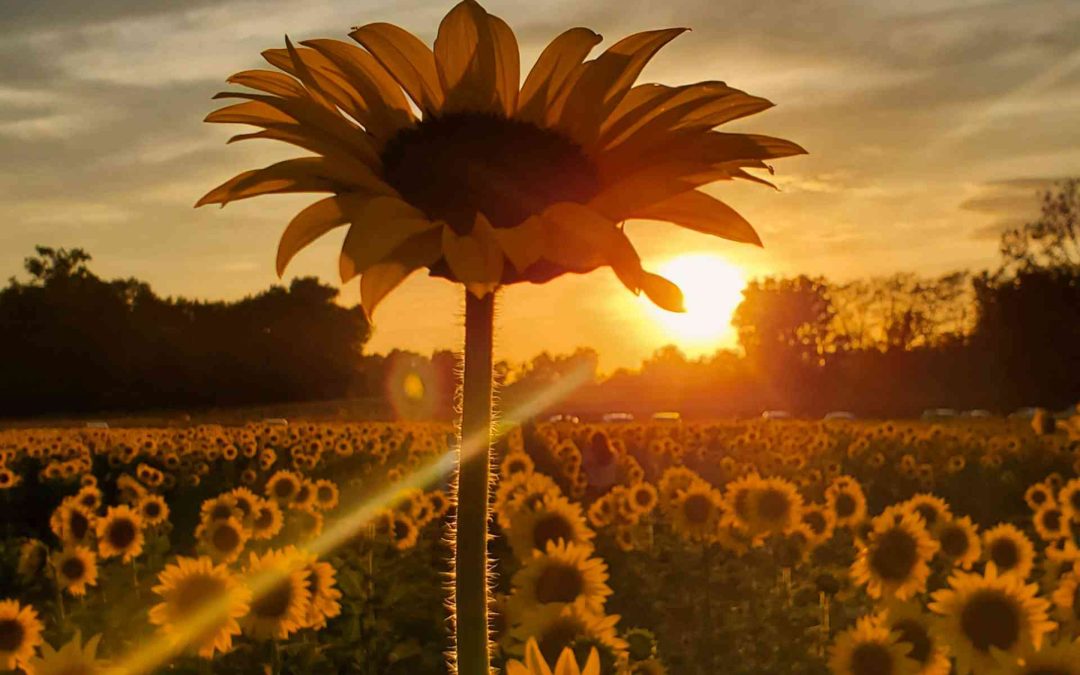 Learn How to Turn Your Sensitivity into a Standout Brand as a Highly Sensitive Entrepreneur